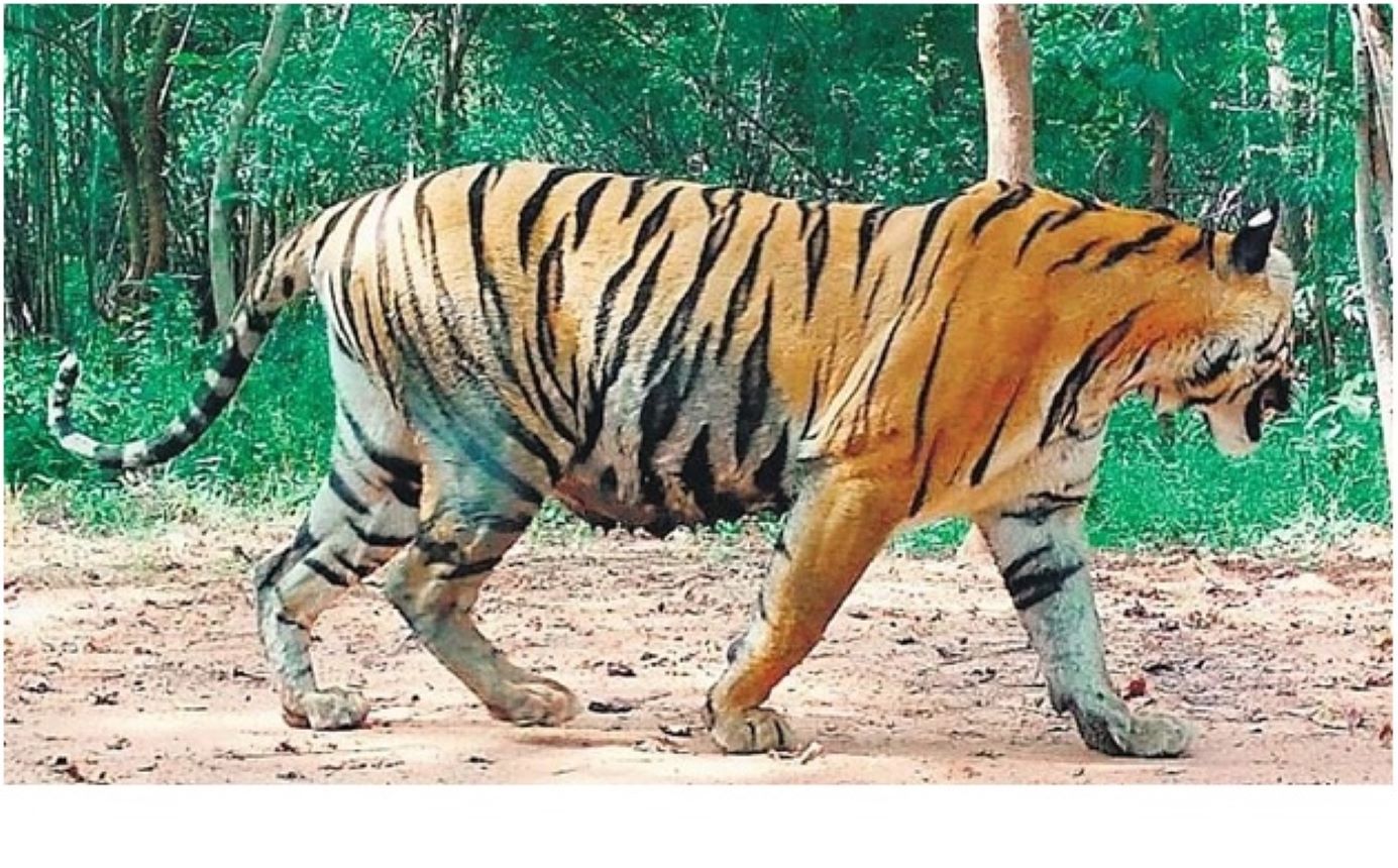 Sixth cycle of the All-India Tiger Estimation (AITE) began in January 2026 across India